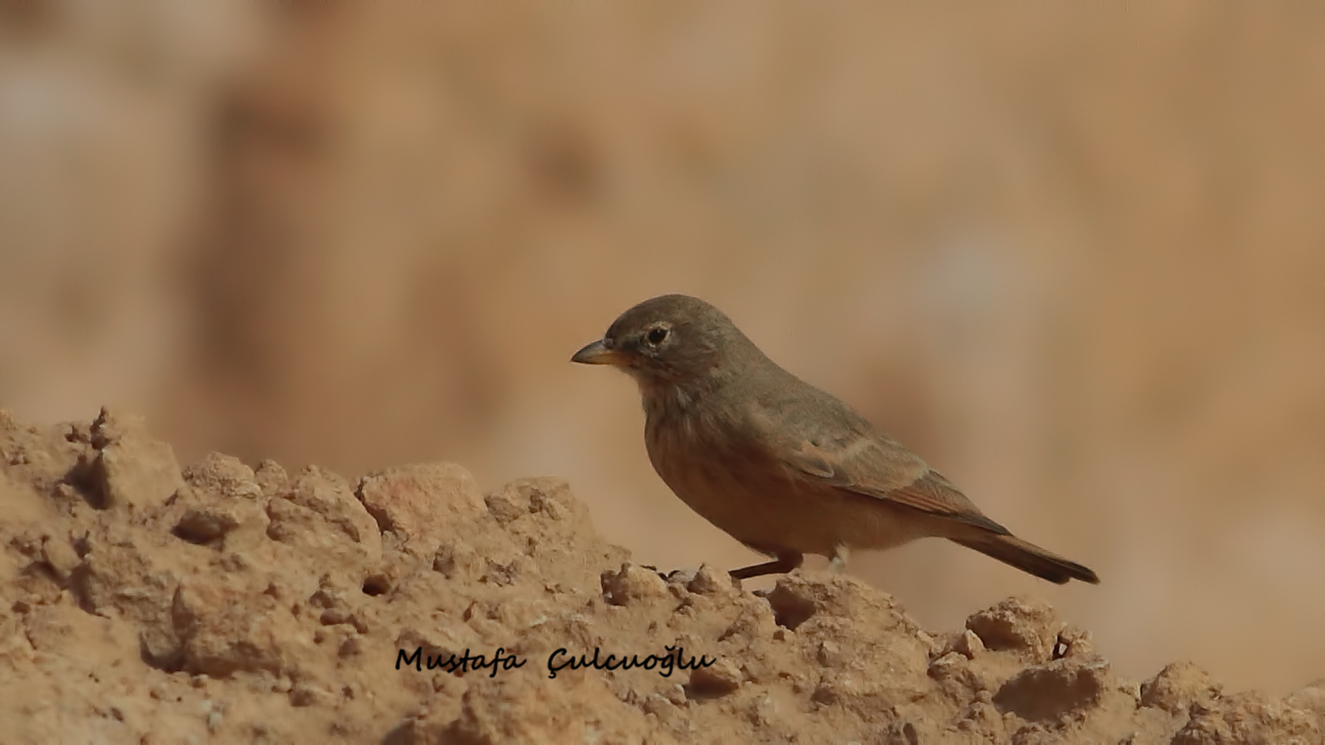 Desert Lark